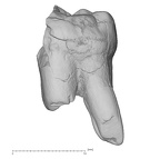 KNM-ER 20423 Australopithecus anamensis LLM2 buccal