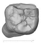 KNM-ER 20423 Australopithecus anamensis LLM2 occlusal