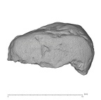 KNM-ER 20426 Australopithecus anamensis TOOTH side view