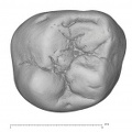 KNM-ER 20427 Australopithecus anamensis ULM1 occlusal