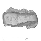 KNM-ER 20428 Australopithecus anamensis LLM3 buccal