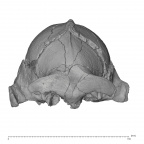 KNM-ER 23000 P. boisei cranium