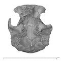KNM-ER 23000 Paranthropus boisei cranium inferior
