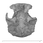 KNM-ER 23000 Paranthropus boisei cranium inferior