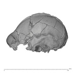 KNM-ER 23000 Paranthropus boisei cranium lateral