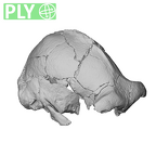 KNM-ER 23000 Paranthropus boisei cranium ply movie