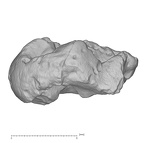 KNM-ER 24148 Australopithecus anamensis ULDM2 buccal
