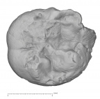 KNM-ER 24148 Australopithecus anamensis ULDM2 occlusal
