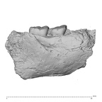 KNM-ER 25520 Paranthropus boisei partial mandible lateral