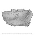 KNM-ER 25520 Paranthropus boisei partial mandible medial