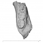 KNM-ER 25520 Paranthropus boisei partial mandible superior