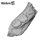 KNM-ER 25520 Paranthropus boisei partial mandible ply movie