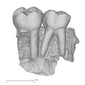 KNM-ER 30200 Australopithecus anamensis partial left maxilla buccal