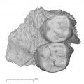 KNM-ER 30200 Australopithecus anamensis partial left maxilla occlusal