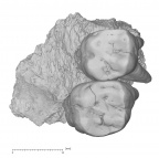 KNM-ER 30200 Australopithecus anamensis partial left maxilla occlusal