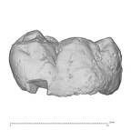 KNM-ER 30201 Australopithecus anamensis LLM1 buccal
