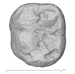 KNM-ER 30201 Australopithecus anamensis LLM1 occlusal
