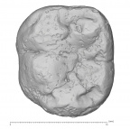 KNM-ER 30201 Australopithecus anamensis LLM1 occlusal