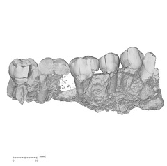 KNM-ER 30745 Australopithecus anamensis partial left maxilla buccal