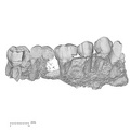 KNM-ER 30745 Australopithecus anamensis partial left maxilla buccal