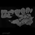 KNM-ER 30745 Australopithecus anamensis partial left maxilla ct slice