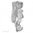 KNM-ER 30745 A. anamensis partial left maxilla