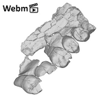 KNM-ER 30745 Australopithecus anamensis partial left maxilla ply movie