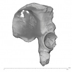 KNM-ER 3228 Homo erectus right os coxae anterio-lateral