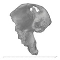 KNM-ER 3228 Homo erectus right os coxae posterio-medial