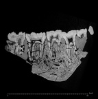 KNM-ER 3230 Paranthropus boisei mandible ct slice