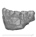 KNM-ER 3230 Paranthropus boisei mandible lateral