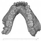 KNM-ER 3230 Paranthropus boisei mandible superior