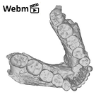 KNM-ER 3230 Paranthropus boisei mandible ply movie