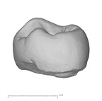 KNM-ER 35228 Australopithecus anamensis LRP4 lingual
