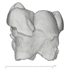 KNM-ER 35232 Australopithecus anamensis LLM1 buccal