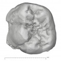 KNM-ER 35232 Australopithecus anamensis LLM1 occlusal