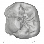 KNM-ER 35232 Australopithecus anamensis LLM1 occlusal
