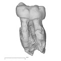KNM-ER 35233 Australopithecus anamensis LLM2 buccal