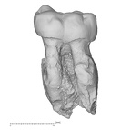 KNM-ER 35233 Australopithecus anamensis LLM2 buccal