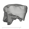 KNM-ER 35235 Australopithecus anamensis ULM2 buccal
