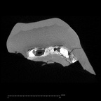 KNM-ER 35235 Australopithecus anamensis ULM2 ct slice