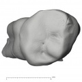 KNM-ER 35235 Australopithecus anamensis ULM2 occlusal