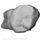 KNM-ER 35235 Australopithecus anamensis ULM2 occlusal