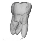 KNM-ER 35236 Australopithecus anamensis ULM3 buccal