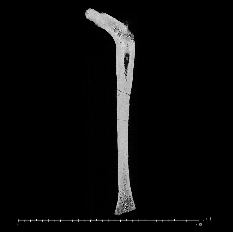 KNM-ER 3728 Hominin left femur ct slice