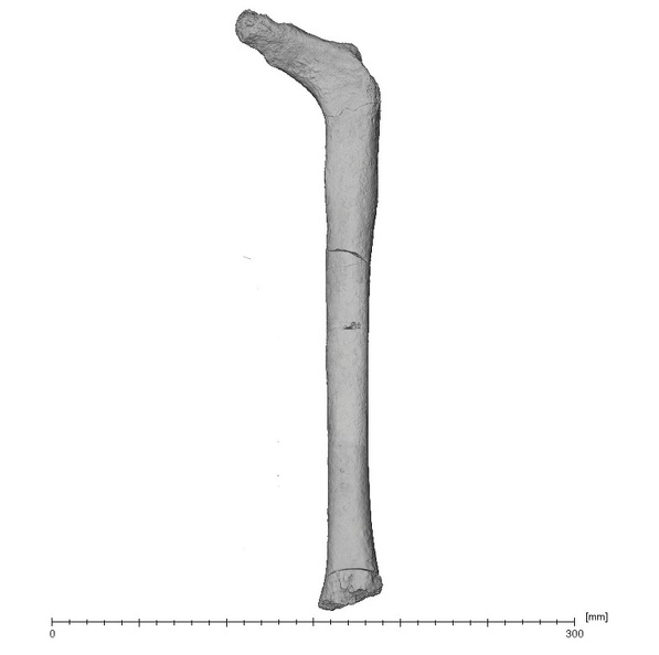 KNM-ER 3728 Hominin left femur left