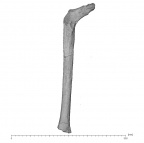 KNM-ER 3728 Hominin left femur posterior