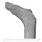 KNM-ER 3728 Hominin left proximal femur anterior