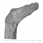 KNM-ER 3728 Hominin left proximal femur posterior
