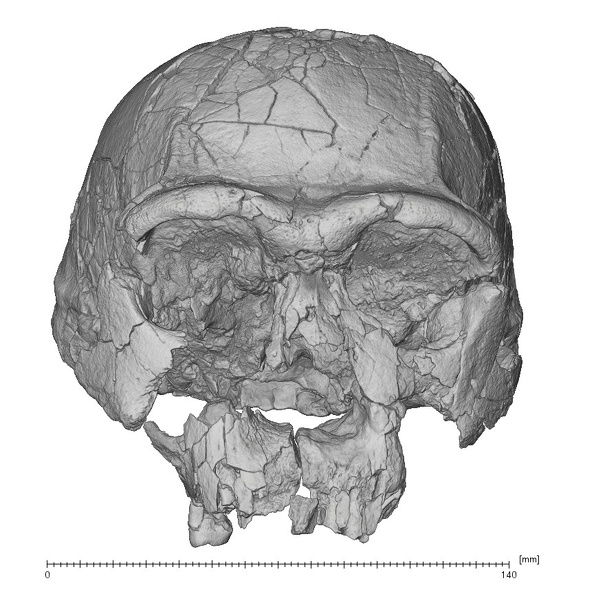 KNM-ER 3733 Homo erectus cranium anterior